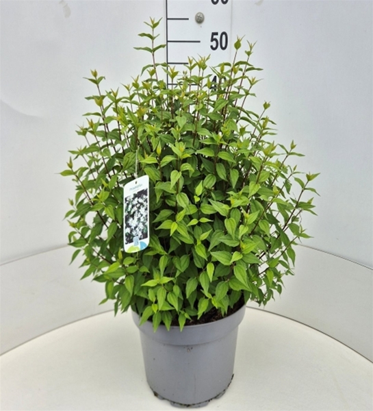 Philadelphus Lemoinei