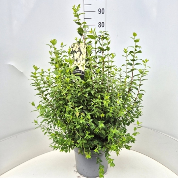Philadelphus Manteau Hermine