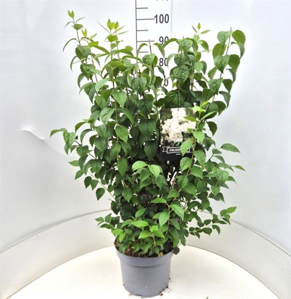 Philadelphus Virginal