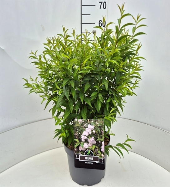 Prunus Glandulosa Alba Plena
