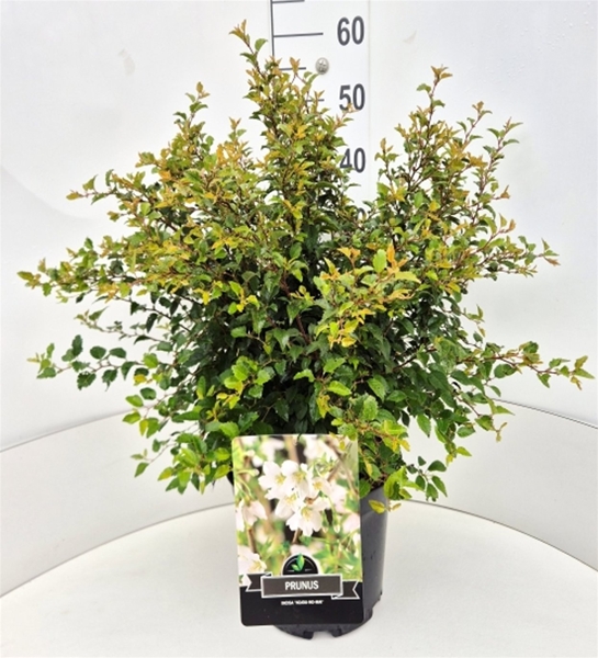 Prunus Incisa Kojou no mai