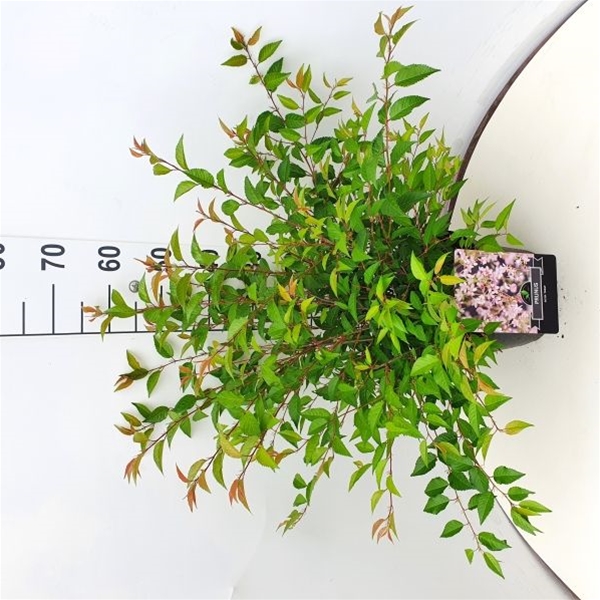 Prunus Incisa Paean