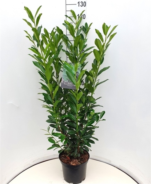 Prunus Laurocerasus Elly