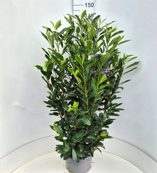Prunus Laurocerasus Elly