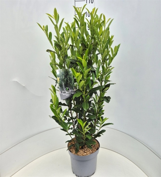 Prunus Laurocerasus Elly