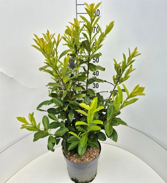 Prunus Laurocerasus Novita 