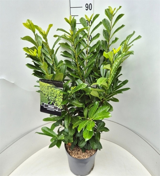 Prunus Laurocerasus Novita