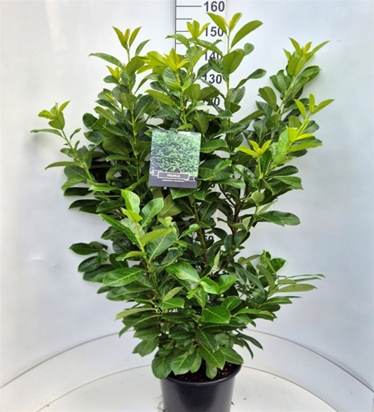 Prunus Laurocerasus Rotundifolia