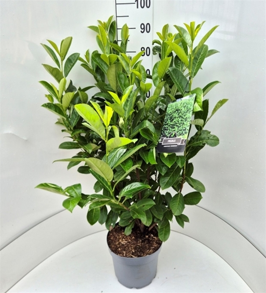 Prunus Laurocerasus Rotundifolia