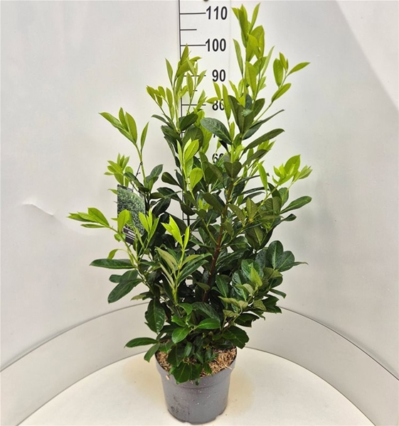 Prunus Laurocerasus Rotundifolia