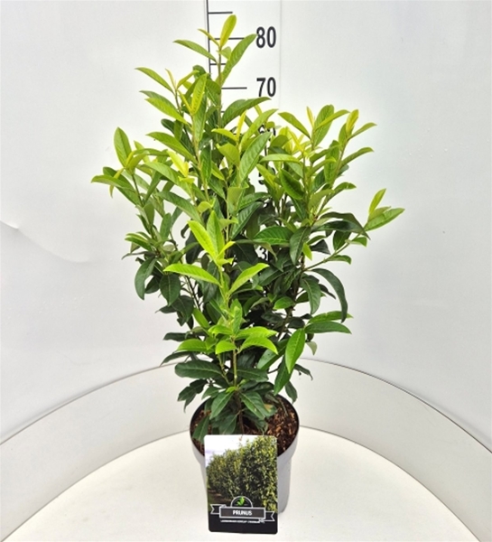 Prunus Laurocerasus Genolia