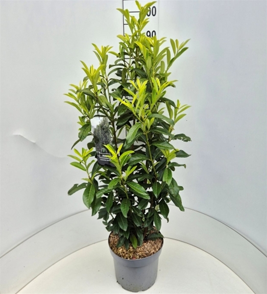 Prunus Laurocerasus Genolia