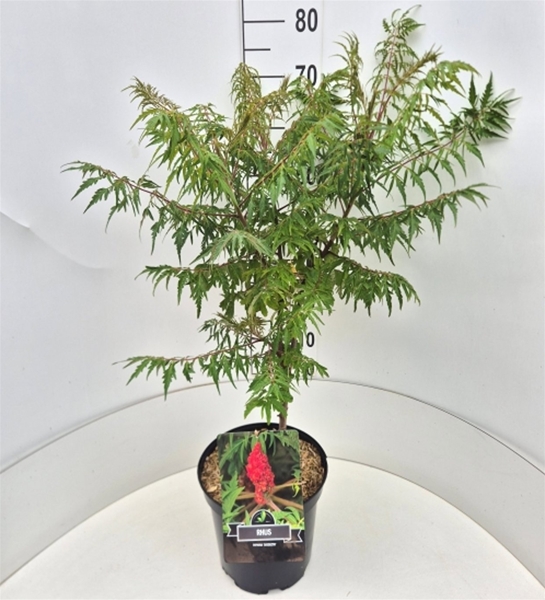 Rhus Typhina Dissecta