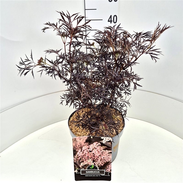 Sambucus Nigra Black Lace