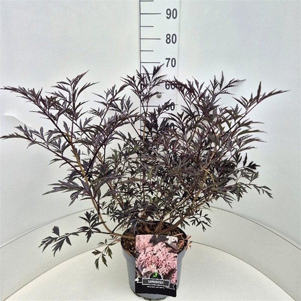 Sambucus Nigra Black Lace