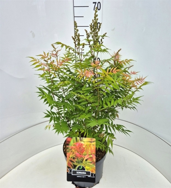 Sorbaria Sorbifolia Sem