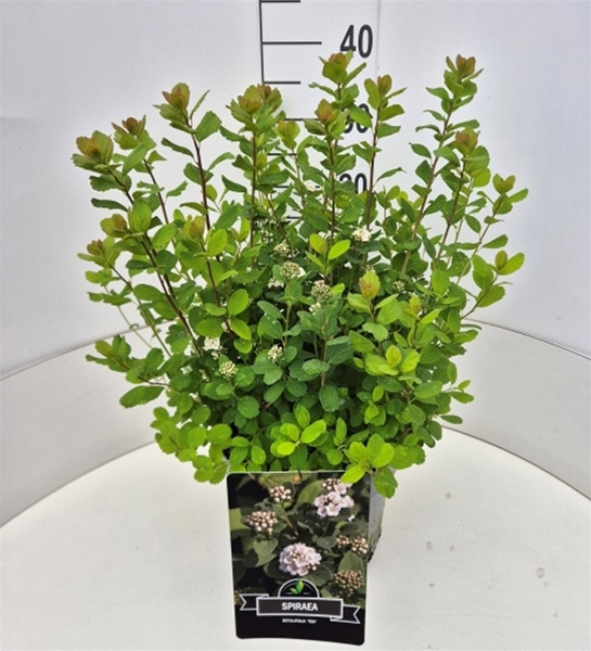 Spiraea Betulifolia Tor