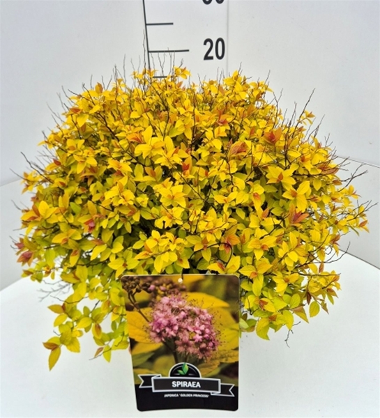 Spiraea Japonica Golden Princess