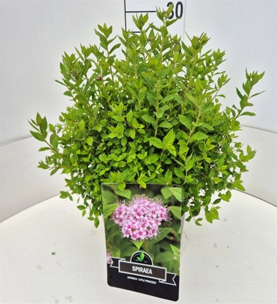 Spiraea Japonica Little Princess