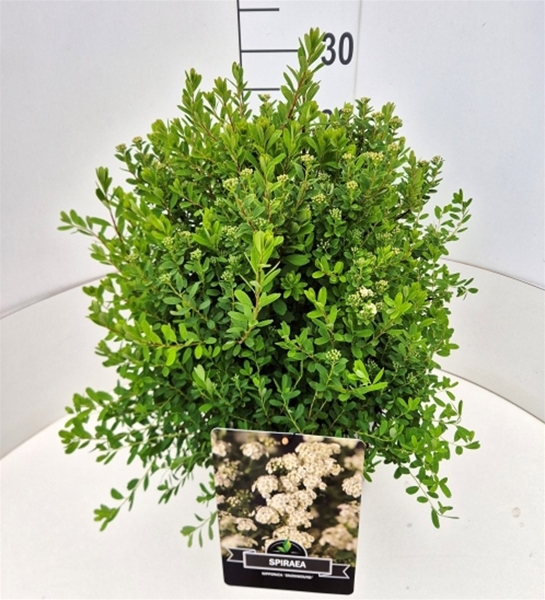 Spiraea Nipponica Snowmound