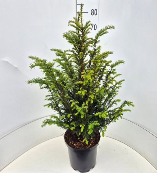 Taxus Baccata