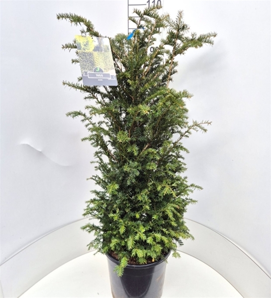 Taxus Baccata