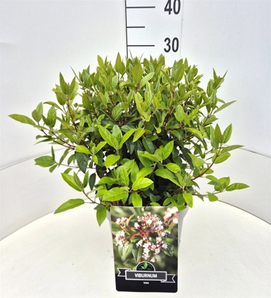 Viburnum Tinus