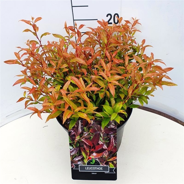 Leucothoe Axillaris Zeblid
