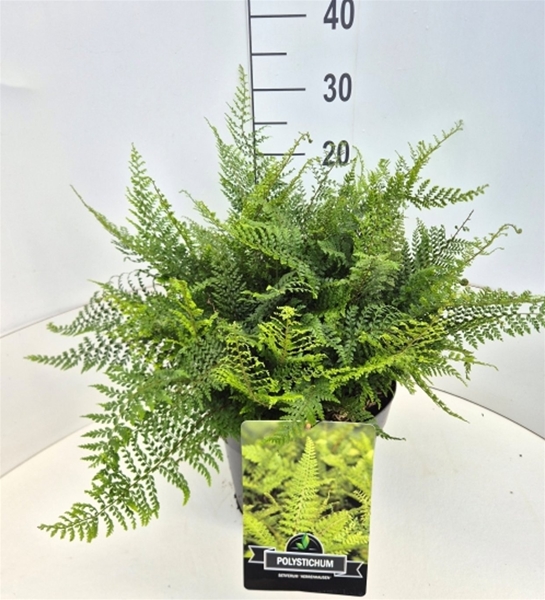 Polystichum Setiferum Herrenhausen
