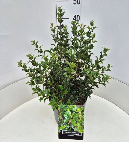 Osmanthus Heterophyllus