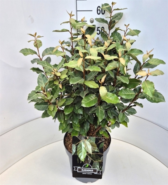 Elaeagnus Ebbingei Compacta