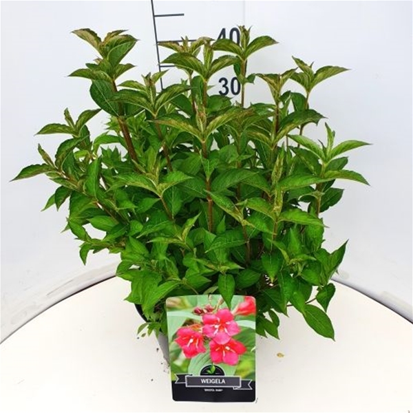 Weigela Bristol Ruby