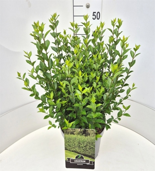 Ligustrum Ovalifolium