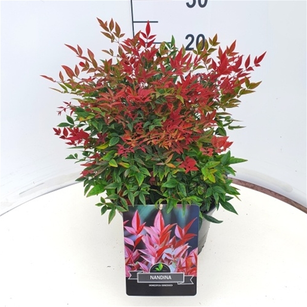 Nandina Domestica Obsessed