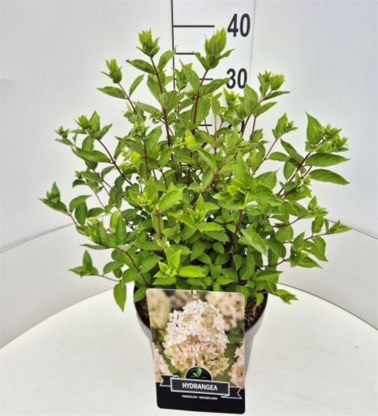 Hydrangea Paniculata Grandiflora