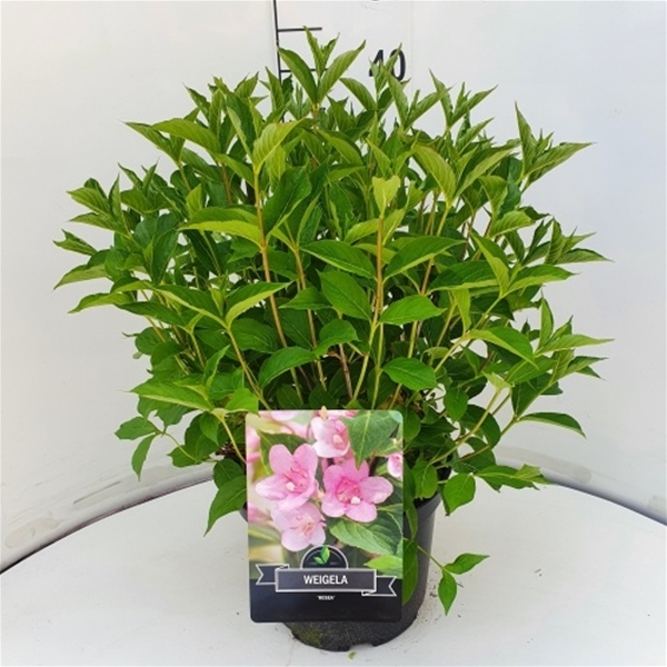 Weigela Rosea
