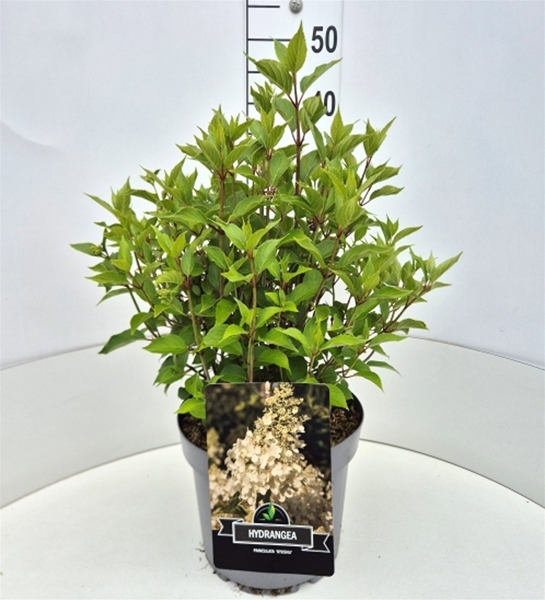 Hydrangea Paniculata Kyushu