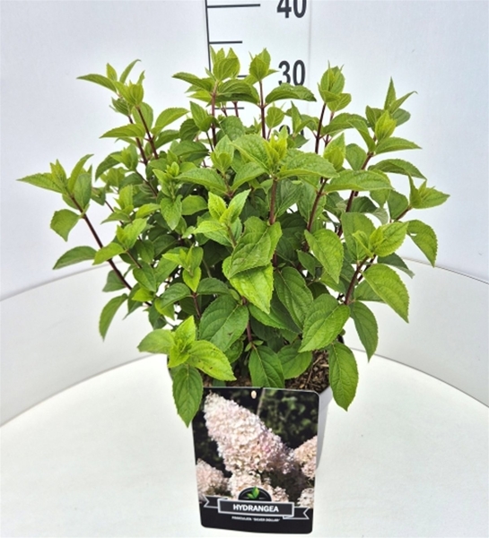 Hydrangea Paniculata Silver Dollar