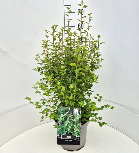 Ribes Alpinum Schmidt