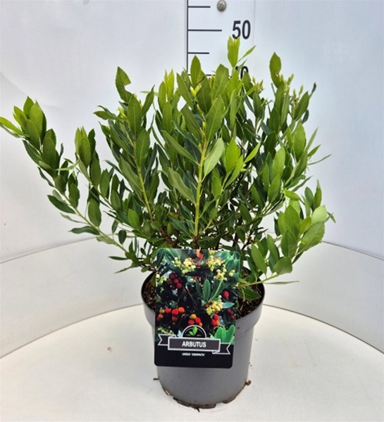 Arbutus Unedo Compacta