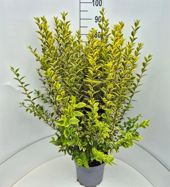 Ligustrum Ovalifolium Aureum