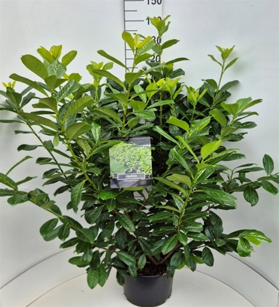 Prunus Laurocerasus Novita
