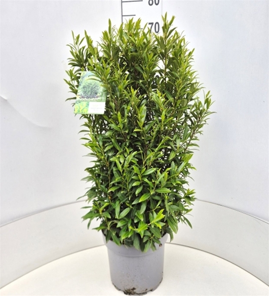 Prunus Laurocerasus Filigrow Sofia