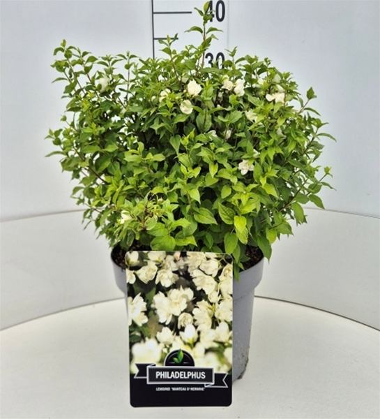 Philadelphus Manteau d'Hermine