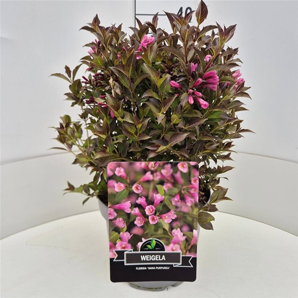 Weigela Florida Nana Purpurea
