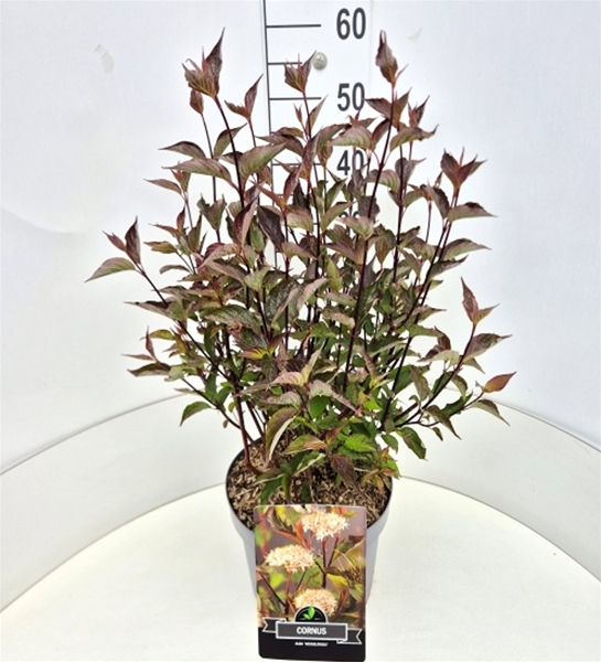 Cornus Alba Kesselringii