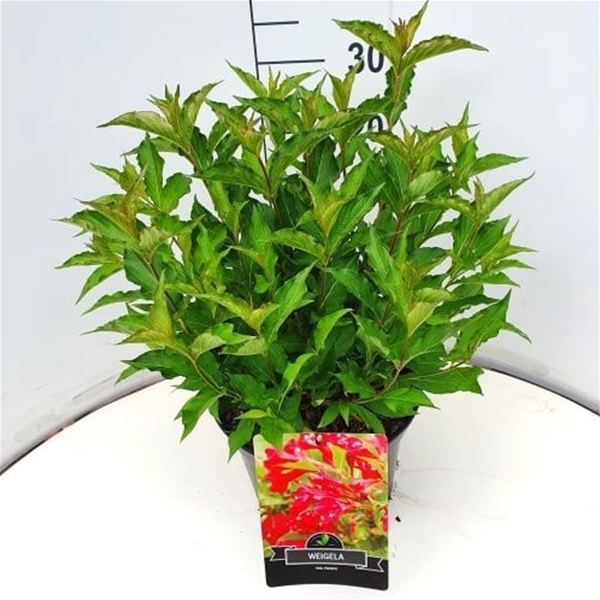 Weigela Red Prince