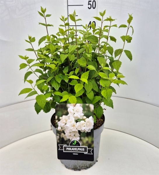 Philadelphus Virginal