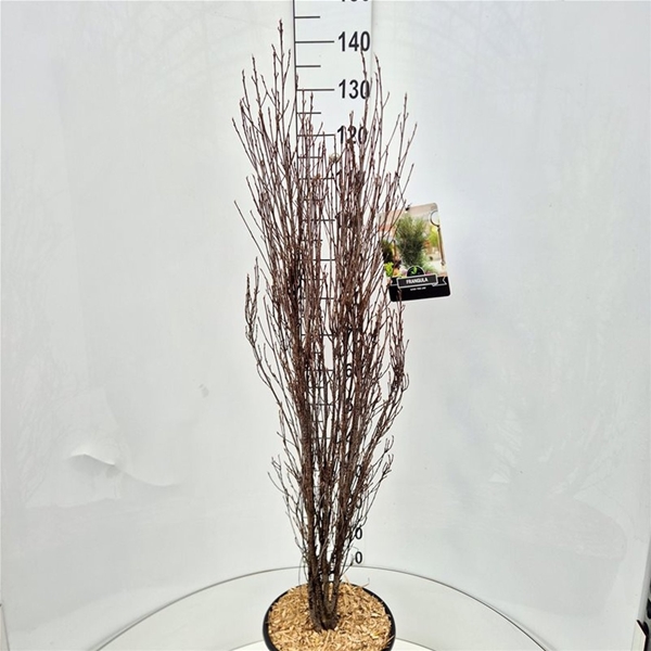 Frangula Alnus Fine Line