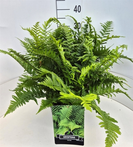 Dryopteris Filix Mas